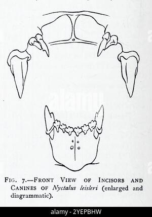 VUE DE FACE DES INCISIVES ET CANINES DE Nyctalus leisleri illustrées par Edward Adrian Wilson, 1872-1912 d'après le livre ' A history of British Mammals ' V1 - Bats de Gerald Edwin Hamilton Barrett-Hamilton, publié en 1910 par Gurney et Jackson Banque D'Images