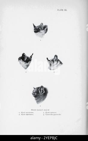 TÊTES DE 1. Chauve-souris moussée (Myotis mystacinus). 2. Chauve-souris de Daubenton ou myotis de Daubenton (Myotis daubentonii). 3. Chauve-souris de Natterer (Myotis nattereri) 4. Pipistrelle commune Pipistrellus pipistrellus. Illustré par Edward Adrian Wilson, 1872-1912 à partir du livre ' A history of British Mammals ' V1 - Bats de Gerald Edwin Hamilton Barrett-Hamilton, publié en 1910 par Gurney et Jackson Banque D'Images