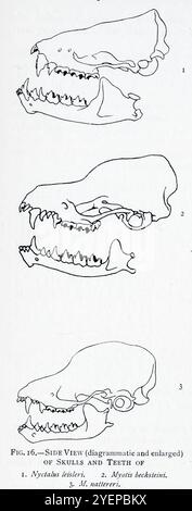 VUE LATÉRALE DES CRÂNES ET DES DENTS DE 1. Noctule inférieure, chauve-souris de Leisler ou chauve-souris irlandaise (Nyctalus leisleri) 2. Chauve-souris de Bechstein (Myotis bechsteinii) 3. La chauve-souris de Natterer (Myotis nattereri ici sous le nom de Myotis natiereri). Illustré par Edward Adrian Wilson, 1872-1912 à partir du livre ' A history of British Mammals ' V1 - Bats de Gerald Edwin Hamilton Barrett-Hamilton, publié en 1910 par Gurney et Jackson Banque D'Images