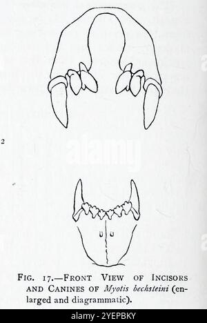 VUE DE FACE DES INCISIVES ET CANINES DE LA chauve-souris de Bechstein (Myotis bechsteinii) illustrée par Edward Adrian Wilson, 1872-1912 tirée du livre 'A history of British Mammals' V1 - chauves-souris de Gerald Edwin Hamilton Barrett-Hamilton, publié en 1910 par Gurney et Jackson Banque D'Images