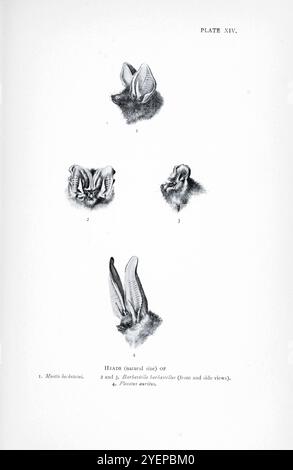 TÊTES DE 1. Chauve-souris de Bechstein (Myotis bechsteinii) 2 et 3. Barbastelle occidentale (Barbastella barbastellus), (vues de face et de côté). 4. Chauve-souris brune à oreilles longues ou chauve-souris commune à oreilles longues (Plecotus auritus) illustrée par Edward Adrian Wilson, 1872-1912 tirée du livre ' A history of British Mammals ' V1 - Bats de Gerald Edwin Hamilton Barrett-Hamilton, publié en 1910 par Gurney et Jackson Banque D'Images