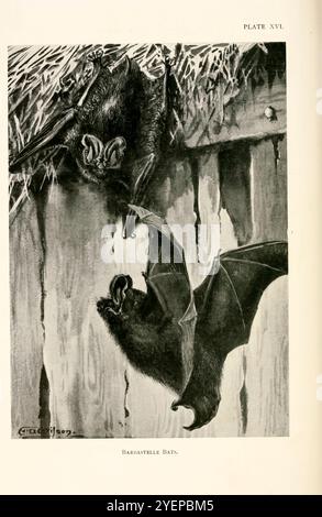 Barbastelle occidentale (Barbastella barbastellus) illustrée par Edward Adrian Wilson, 1872-1912 tirée du livre ' A history of British Mammals ' V1 - Bats de Gerald Edwin Hamilton Barrett-Hamilton, publié en 1910 par Gurney et Jackson Banque D'Images