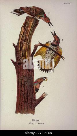 Scintillement nordique ou scintillement commun (Colaptes auratus ici sous le nom de Colaptes auratus) de la vie des oiseaux de Pennsylvanie ; un manuel des oiseaux de Pennsylvanie ; traitant en particulier de leur nourriture, à partir d'examens de plusieurs milliers d'estomacs, effectués pendant toutes les saisons de l'année, avec des descriptions des oiseaux, de leurs nids, œufs et habitudes par Warren, Benjamin Harry, 1858-1926 date de publication 1892 Banque D'Images