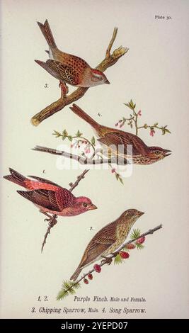 Pinson violet (Haemorhous purpureus ici comme Carpodacus purpureus) ; Moineau (Spizella passerin ici comme Spizella socialis) ; Moineau chanté (Melospiza melodia ici comme Melospiza fasciata). From Pennsylvania Bird Life ; un manuel des oiseaux de Pennsylvanie ; traitant en particulier de leur nourriture, à partir d'examens de plusieurs milliers d'estomacs, faits pendant toutes les saisons de l'année, avec des descriptions des oiseaux, de leurs nids, oeufs et habitudes par Warren, Benjamin Harry, 1858-1926 date de publication 1892 Banque D'Images