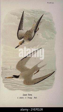 Least Tern (Sterna antillarum) from Pennsylvania Bird Life ; un manuel des oiseaux de Pennsylvanie ; traitant en particulier de leur nourriture, à partir d'examens de plusieurs milliers d'estomacs, effectués pendant toutes les saisons de l'année, avec des descriptions des oiseaux, de leurs nids, œufs et habitudes par Warren, Benjamin Harry, 1858-1926 date de publication 1892 Banque D'Images