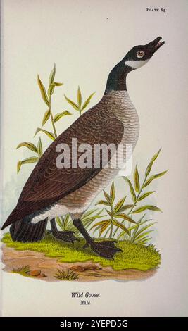 Oie sauvage ou oie du Canada (Branta canadensis) de la vie aviaire de Pennsylvanie ; un manuel des oiseaux de Pennsylvanie ; traitant en particulier de leur nourriture, à partir d'examens de plusieurs milliers d'estomacs, effectués pendant toutes les saisons de l'année, avec des descriptions des oiseaux, de leurs nids, oeufs et habitudes par Warren, Benjamin Harry, 1858-1926 date de publication 1892 Banque D'Images