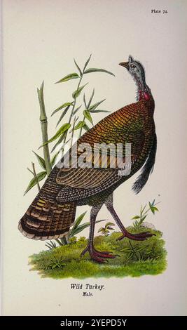 Dinde sauvage (Meleagris gallopavo) de la vie des oiseaux de Pennsylvanie ; un manuel des oiseaux de Pennsylvanie ; traitant en particulier de leur nourriture, à partir d'examens de plusieurs milliers d'estomacs, effectués pendant toutes les saisons de l'année, avec des descriptions des oiseaux, de leurs nids, oeufs et habitudes par Warren, Benjamin Harry, 1858-1926 date de publication 1892 Banque D'Images