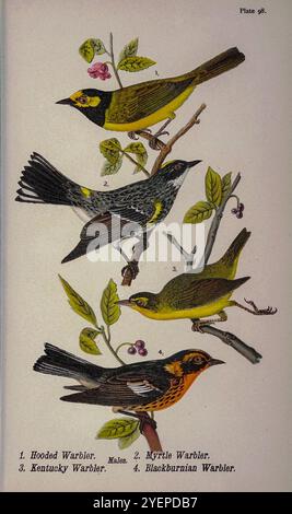 Paruline à capuche (Setophaga citrina ici s Sylvania mitrata) ; Paruline à grondement jaune (Setophaga coronata) ici comme Paruline à myrte (Dendroica coronata) ; Paruline du Kentucky (Geothlypis formosa ici comme Geothlypsis formosa) ; Paruline à grotte (Setophaga fusca ici comme Dendroica blackburnice) de Pennsylvanie ; un manuel des oiseaux; traitant en particulier de leur nourriture, à partir d'examens de plusieurs milliers d'estomacs, effectués pendant toutes les saisons de l'année, avec des descriptions des oiseaux, de leurs nids, oeufs et habitudes par Warren, Benjamin Harry, 1858-1926 date de publication 1892 Banque D'Images