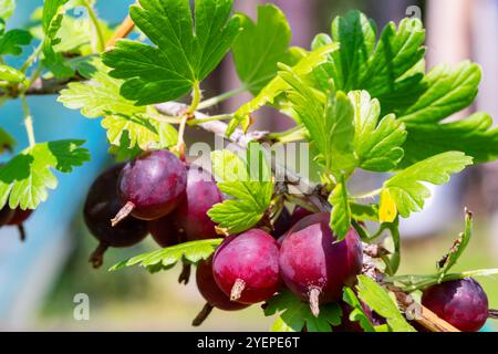 Groseille à maquereau. Baies mûres sur la branche gros plan Banque D'Images