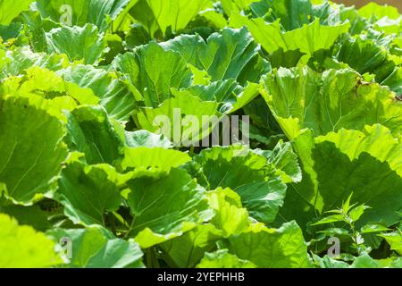 Feuilles de mammouth ou rhubarbe géante (Gunnera manicata), Allemagne Banque D'Images