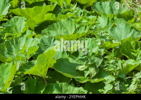 Feuilles de mammouth ou rhubarbe géante (Gunnera manicata), Allemagne Banque D'Images