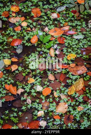 Feuilles d'automne flottant au sommet d'un petit bassin d'eau de pluie dans les bois, Worcestershire, Angleterre. Banque D'Images