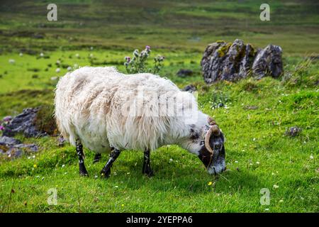 Moutons noirs sur l'île de Skye, dans les hautes terres écossaises. Le visage noir est une race commune avec des cornes courbées, vue ici pâturant sur le gra d'automne luxuriant Banque D'Images