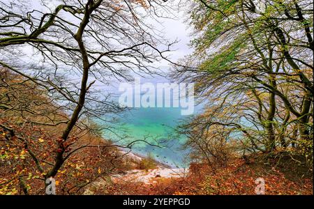 Borre, Danemark. 31 octobre 2024. Automne sur les falaises de craie de Möns Klint sur la côte est de l'île de Mön sur la mer Baltique. Une montagne de craie de six kilomètres de long s'étend le long de toute la côte est de Mön. Les falaises de craie sont l'une des plus grandes expériences nature du Danemark. Crédit : Patrick Pleul/dpa/Alamy Live News Banque D'Images