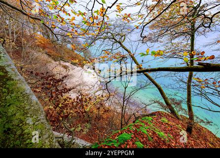 Borre, Danemark. 31 octobre 2024. Automne sur les falaises de craie de Möns Klint sur la côte est de l'île de Mön sur la mer Baltique. Une montagne de craie de six kilomètres de long s'étend le long de toute la côte est de Mön. Les falaises de craie sont l'une des plus grandes expériences nature du Danemark. Crédit : Patrick Pleul/dpa/Alamy Live News Banque D'Images