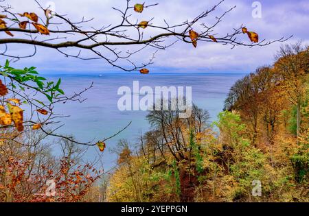 Borre, Danemark. 31 octobre 2024. Automne sur les falaises de craie de Möns Klint sur la côte est de l'île de Mön sur la mer Baltique. Une montagne de craie de six kilomètres de long s'étend le long de toute la côte est de Mön. Les falaises de craie sont l'une des plus grandes expériences nature du Danemark. Crédit : Patrick Pleul/dpa/Alamy Live News Banque D'Images