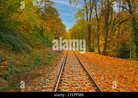 Paysage pittoresque de voies ferrées s'étendant au loin dans la forêt d'automne. Banque D'Images