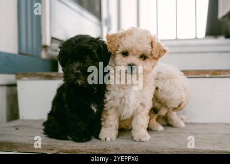 chiots noirs et bronzés assis dehors sur les marches Banque D'Images