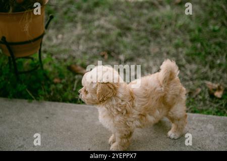 Tan caniche maltais shih tzu mix chiot à l'extérieur Banque D'Images