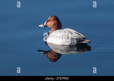 Pochard mâle (Aythya ferina) nageant sur un lac, Norfolk, Angleterre, Royaume-Uni. Aussi appelé pochard commun, un canard plongeur de taille moyenne Banque D'Images