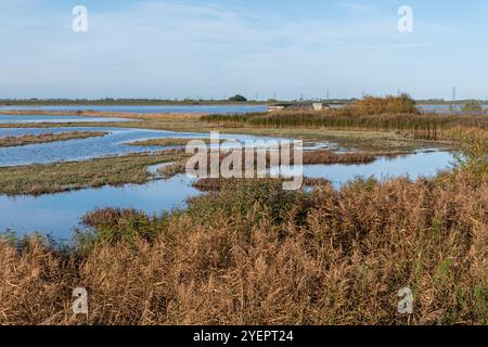 Vue du WWT Welney Wetland Centre, une réserve naturelle importante pour les oiseaux et d'autres espèces sauvages dans West Norfolk, Angleterre, Royaume-Uni Banque D'Images