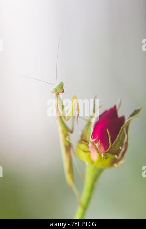 Mantite priante verte assise sur un bouton rose Banque D'Images