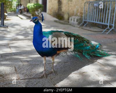Peacock, gros plan d'un homme Banque D'Images