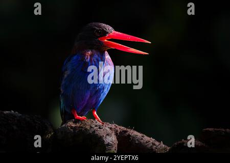 Javan Kingfisher perché sur la branche Banque D'Images