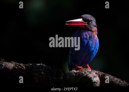 Javan Kingfisher perché sur la branche Banque D'Images