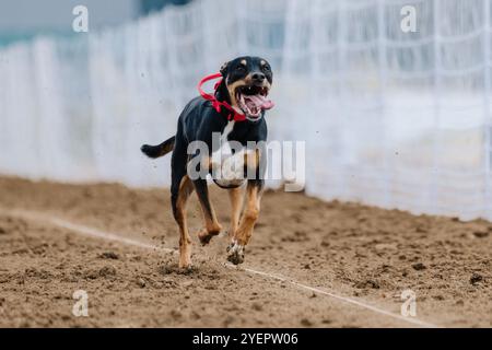 All American Mixed Breed Mutt Running Lure course Sprint Dog Sport Banque D'Images