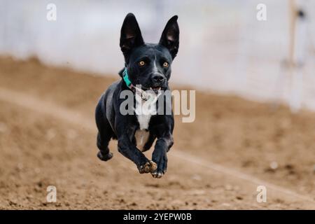 Noir et blanc race mixte Mutt Running Lure course Sprint Dog Sport Banque D'Images