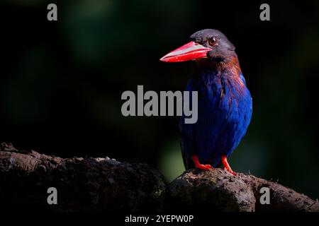 Javan Kingfisher perché sur la branche Banque D'Images