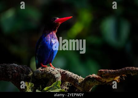 Javan Kingfisher perché sur la branche Banque D'Images