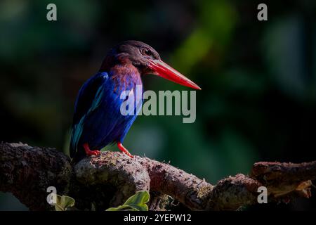 Javan Kingfisher perché sur la branche Banque D'Images