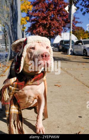 White Pit Bull Dog habillé en costume d'automne Banque D'Images