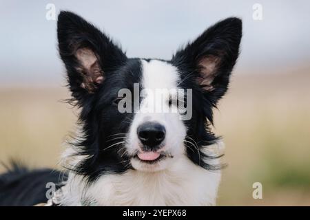 Border Collie Dog Portrait sortir la langue avec les yeux fermés Banque D'Images