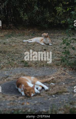 Deux chats orange se prélassant dans un jardin à Belgrade Banque D'Images