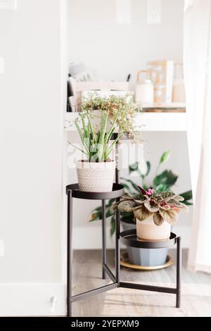 Maison intérieur plantes décor par fenêtre Banque D'Images