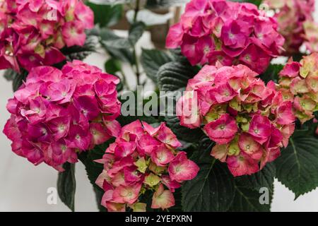 Volumineux hortensias roses dans un pot Banque D'Images