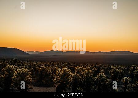 Coucher de soleil sur le paysage désertique avec des cactus silhouettes et des montagnes Banque D'Images