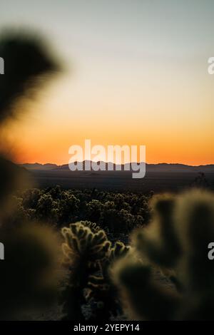 Cactus doux au premier plan avec coucher de soleil brillant sur le désert Banque D'Images