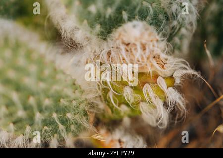 Gros plan de cactus avec des fibres douces et blanches ressemblant à des cheveux Banque D'Images