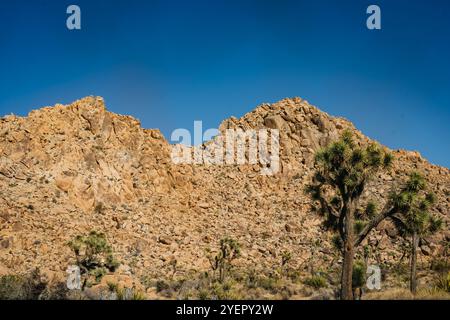 Paysage de montagne rocheuse avec des arbres Joshua sous un ciel bleu clair Banque D'Images