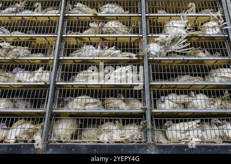 Dindes blanches vivantes dans des cages de camion de transport, transfert de la ferme à l'abattoir, avec un angle bas et une vue rapprochée Banque D'Images