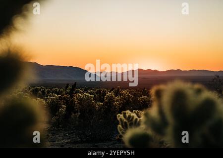 Coucher de soleil éclatant dans le désert au-dessus des montagnes avec des cactus doux Banque D'Images