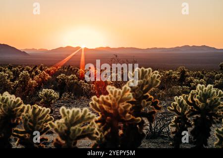 Coucher de soleil sur le désert avec des rayons lumineux au milieu de cactus silhouettés Banque D'Images