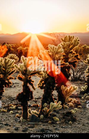 Sunburst sur les cactus du désert dans une lumière dorée chaude au coucher du soleil Banque D'Images