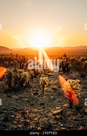 Coucher de soleil lumineux projetant des rayons de soleil sur les cactus du désert et le sol rocheux Banque D'Images