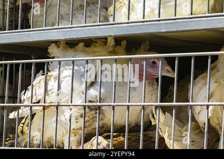 Gros plan sur la dinde blanche dans des cages dans le camion de transport, de mauvaises conditions et le bétail inhumain et le transport de la volaille concept Banque D'Images