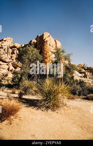 Plante de yucca du désert avec affleurement rocheux sous ciel bleu clair Banque D'Images